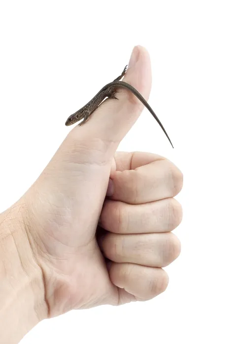 Framed Print : Lizard in the hand isolated on white background Framed Print : Lizard in the hand isolated on white background