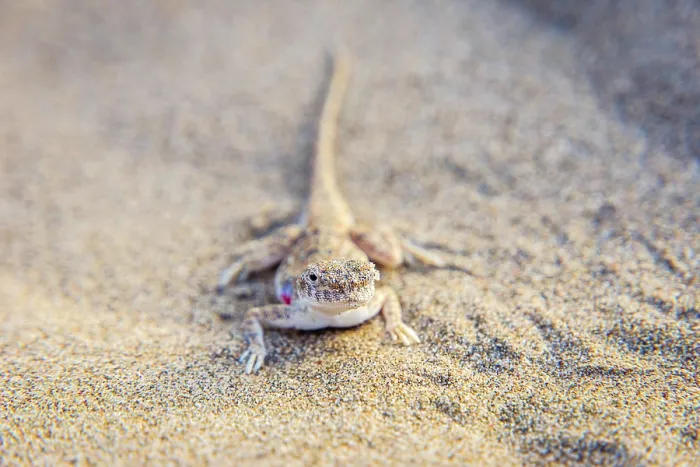 Framed Print : Lizard hiding in the sand in Gobi desert, China