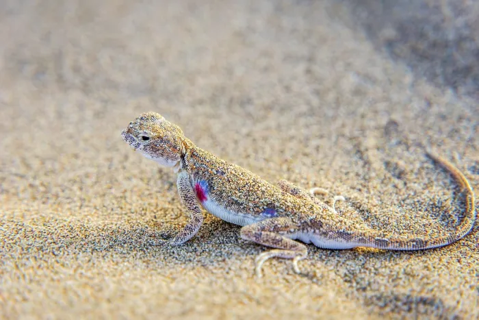 Framed Print : Lizard hiding in the sand in Gobi desert, China