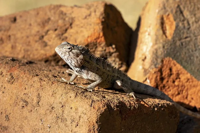 Framed Print : Lizard rests on bricks and enjoys the sun's rays Framed Print : Lizard rests on bricks and enjoys the sun's rays