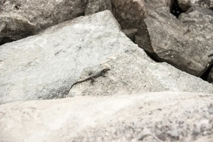 Framed Print : Lizard on rough rocks in natural environment Framed Print : Lizard on rough rocks in natural environment