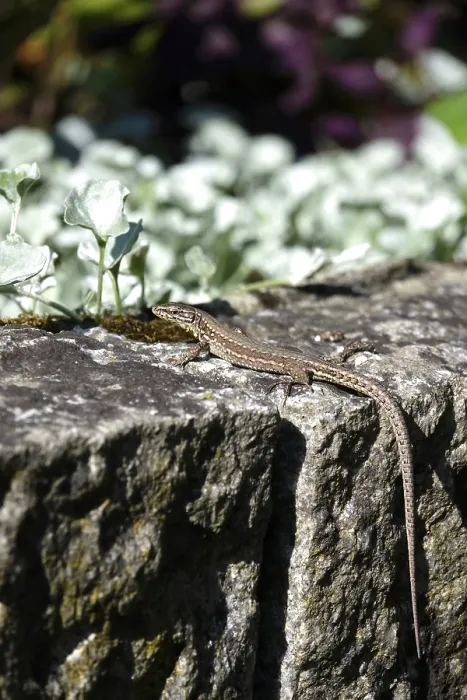 Framed Print : Lizard, Summer, Germany Framed Print : Lizard, Summer, Germany