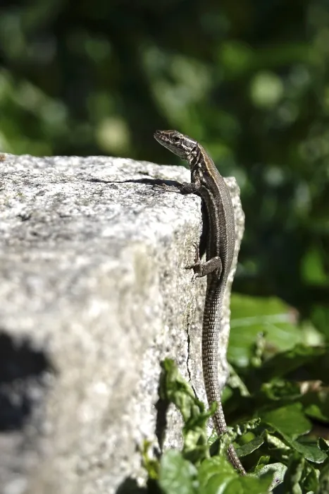 Framed Print : Lizard, Summer, Germany
