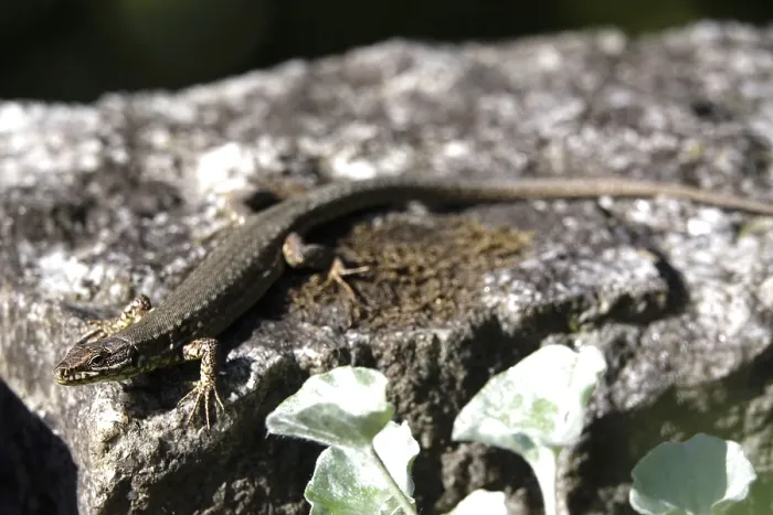 Framed Print : Lizard, Summer, Germany