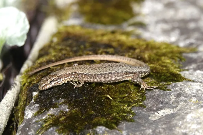 Framed Print : Lizard, Summer, Germany Framed Print : Lizard, Summer, Germany
