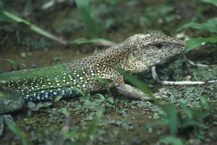 Framed Print : Lizard in Tambopata National Park in the Amazon Basin