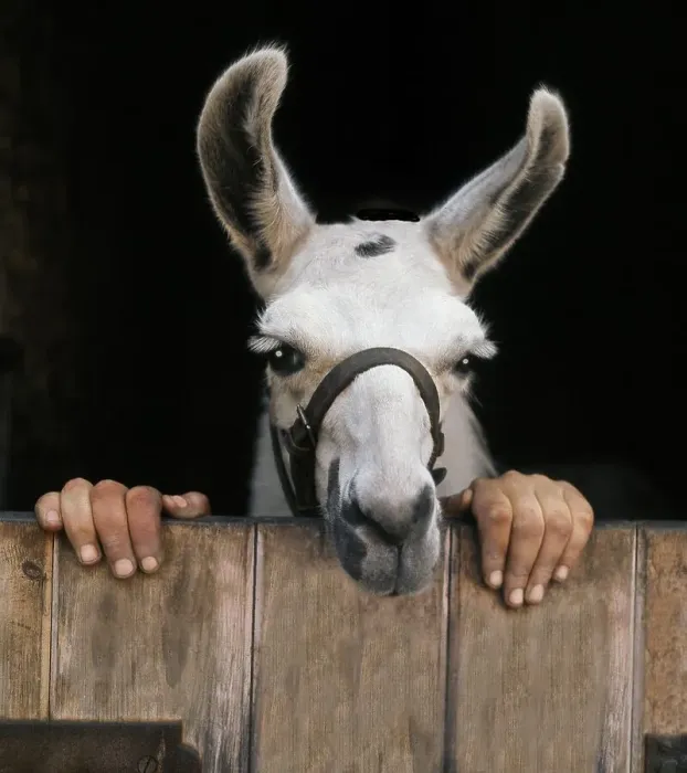 Framed Print : Llama with two hands, England, Great Britain