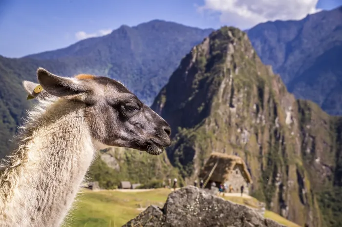 Framed Print : Llama in front of Huayna Picchu