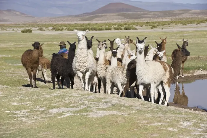 Framed Print : Llama (Lama glama) herd, San Juan