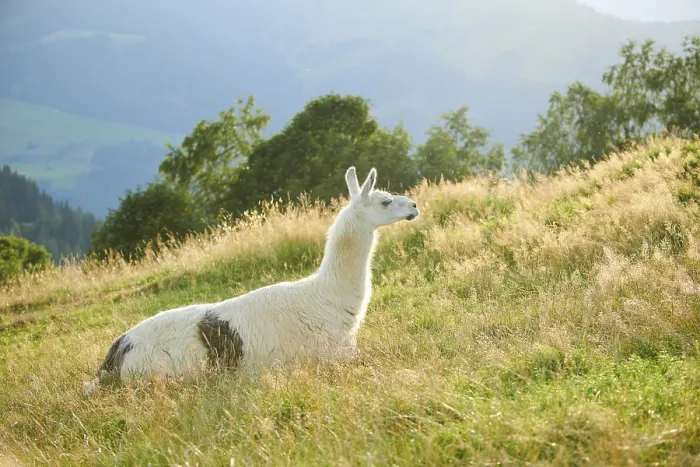 Framed Print : Llama (Lama glama) lying on a meadow in the mountains in tirol