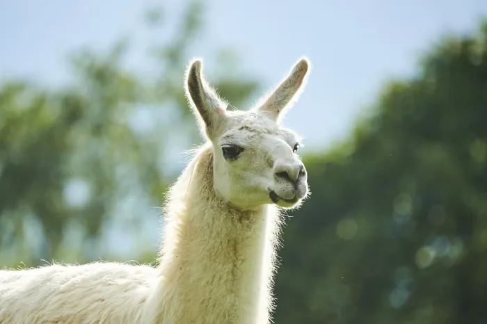Framed Print : Llama (Lama glama), portrait, Tirol