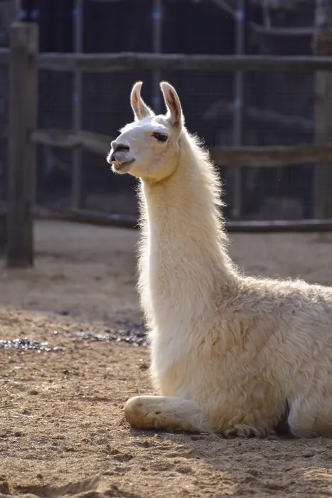Framed Print : Llama (Lama glama) sitting in the sunshine