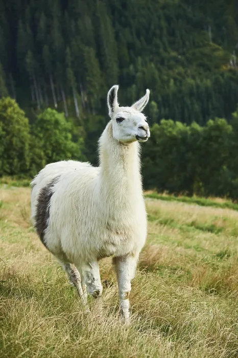 Framed Print : Llama (Lama glama) standing on a meadow in the mountains in tirol