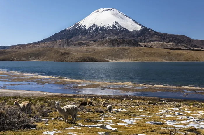 Framed Print : Llama (Lama glama) in front of the volcano Parinacota Framed Print : Llama (Lama glama) in front of the volcano Parinacota