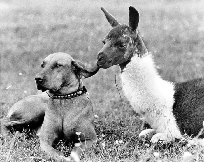Framed Print : Llama nibbles dog at the ear, England
