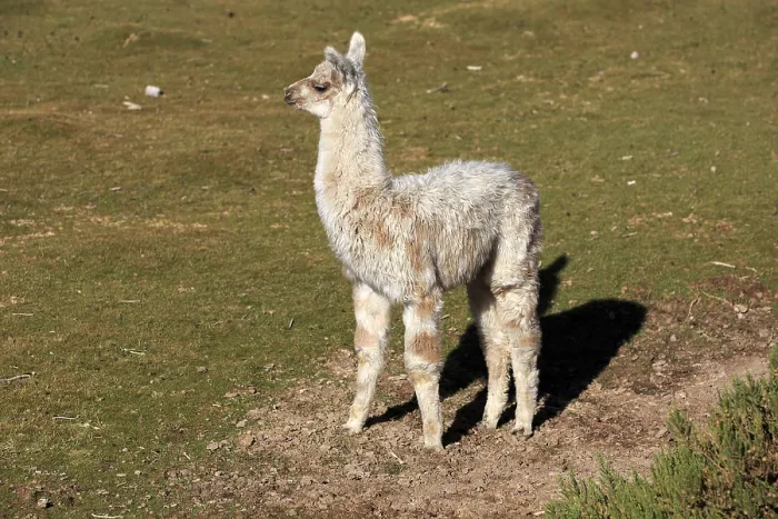 Framed Print : Llama in an oasis in the Atacama Desert in Chile Framed Print : Llama in an oasis in the Atacama Desert in Chile