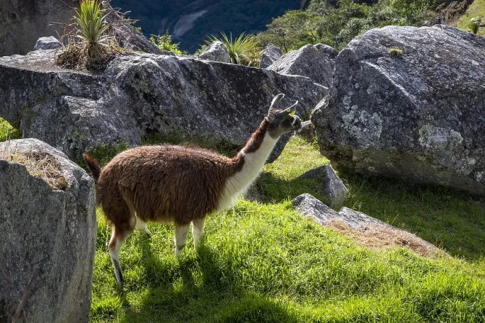 Framed Print : Llama at the ruins of Machu Picchu, Peru Framed Print : Llama at the ruins of Machu Picchu, Peru
