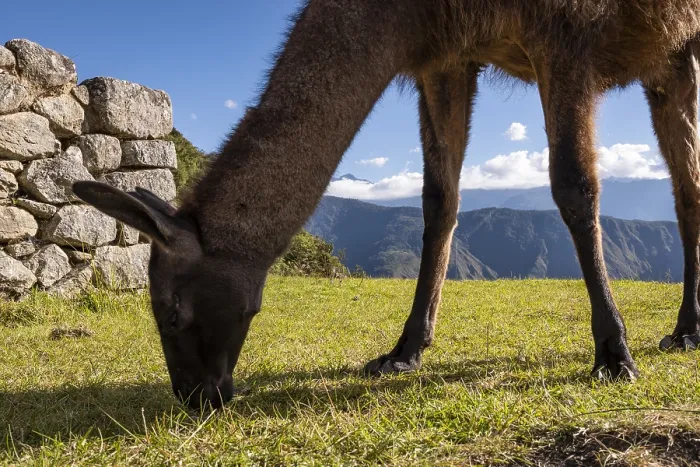 Framed Print : Llama at the ruins of Machu Picchu, Peru