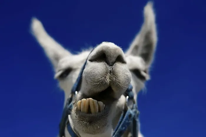 Framed Print : Llama ruminating, portrait, llama tour at the summit of Boeses Weibele Mountain in the Defregger Group