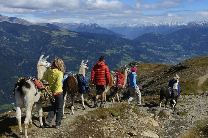 Framed Print : Llama tour at the summit of Boeses Weibele Mountain in the Defregger Group
