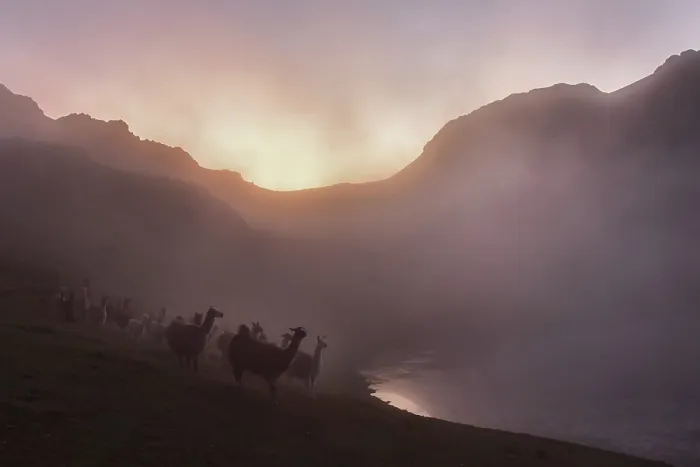 Framed Print : Llamas (lama glama) in dense fog in the evening light at a lake in the mountains Framed Print : Llamas (lama glama) in dense fog in the evening light at a lake in the mountains
