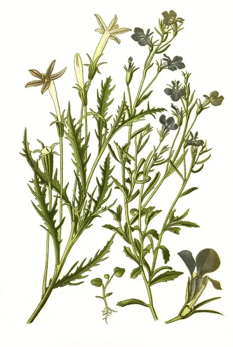 Framed Print : Lobelia erinus, Isotoma longiflora