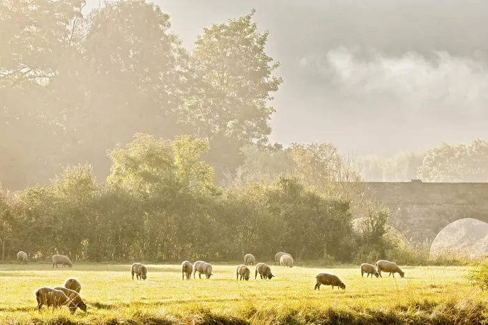 Framed Print : Local sheep, flock, grazing on river bank in morning mist Framed Print : Local sheep, flock, grazing on river bank in morning mist