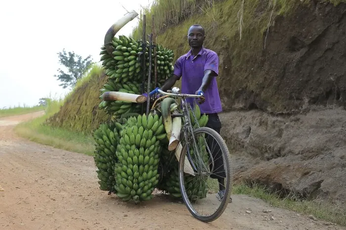 Framed Print : Local transports bananas on bicycle