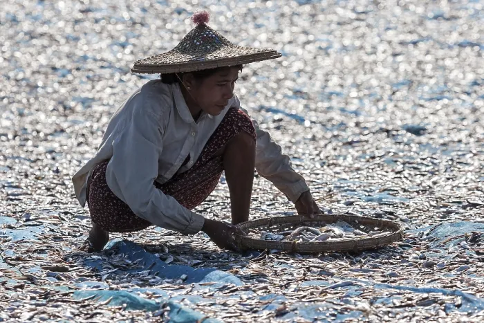Framed Print : Local woman wearing straw hat, sorting through fish Framed Print : Local woman wearing straw hat, sorting through fish