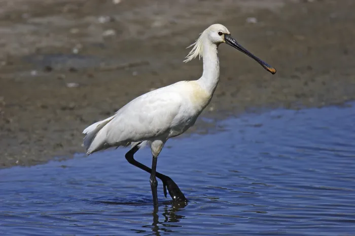Framed Print : Loeffler, Platalea leucorodia, Eurasian spoonbill Framed Print : Loeffler, Platalea leucorodia, Eurasian spoonbill