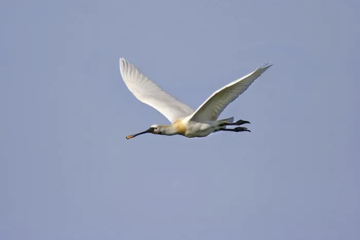 Framed Print : Loeffler, Platalea leucorodia, Eurasian spoonbill