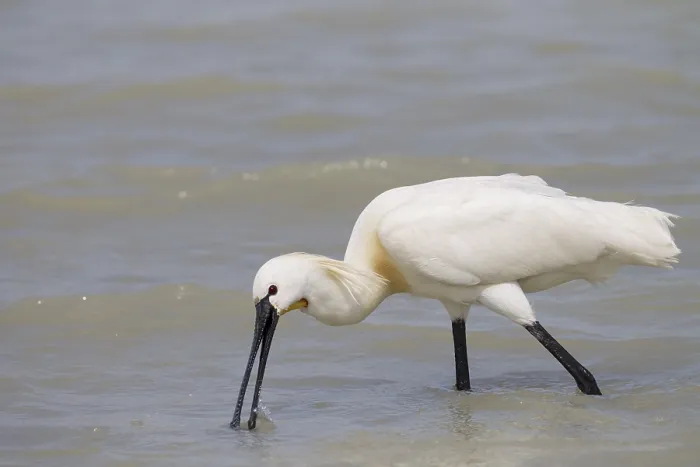 Framed Print : Loeffler, Platalea leucorodia, Eurasian Spoonbill Framed Print : Loeffler, Platalea leucorodia, Eurasian Spoonbill
