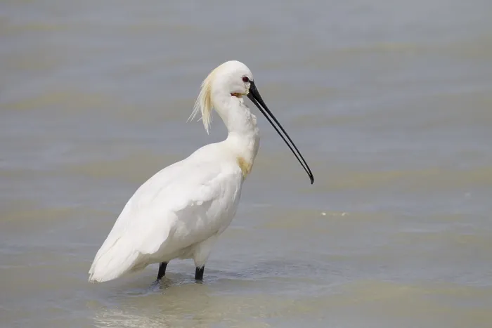 Framed Print : Loeffler, Platalea leucorodia, Eurasian Spoonbill