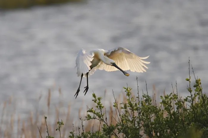 Framed Print : Loeffler, Platalea leucorodia, Eurasian spoonbill