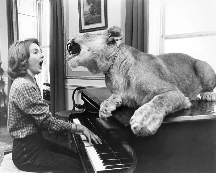 Framed Print : Loewe sits on a piano and sings together with the piano player