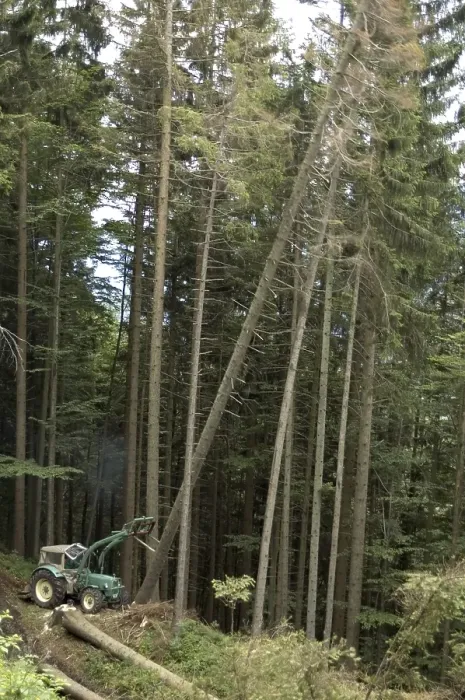 Framed Print : Logger woodcutter working in the Forest with a tractor helping pushing the trees Framed Print : Logger woodcutter working in the Forest with a tractor helping pushing the trees