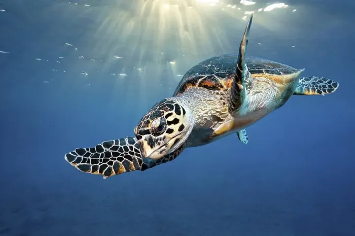 Framed Print : Loggerhead sea turtle (Caretta Caretta) Framed Print : Loggerhead sea turtle (Caretta Caretta)