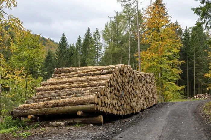Framed Print : Logging in the Harz Mountains, forest work