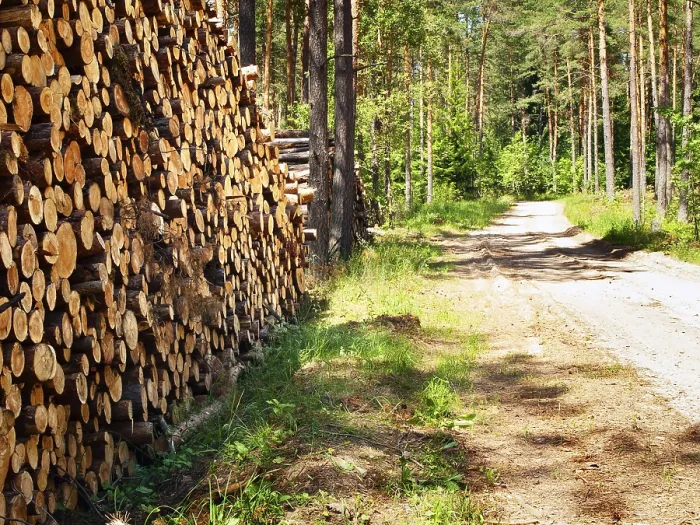 Framed Print : Logs in the forest near road