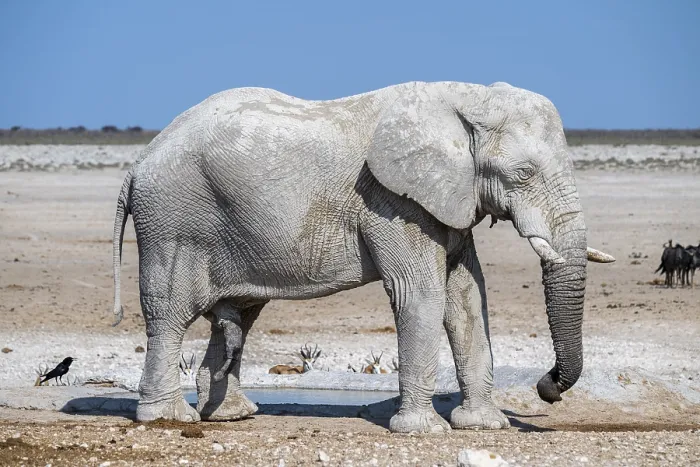 Framed Print : Lone African elephant (Loxodonta africana) drinking at a waterhole
