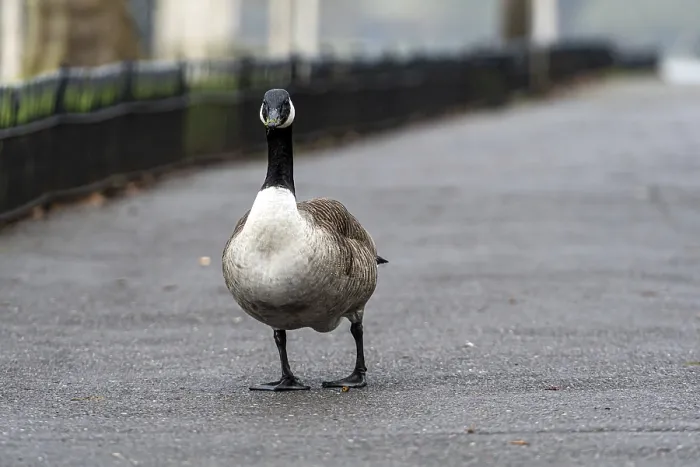 Framed Print : A lone Canada Goose stands on a wet pathway