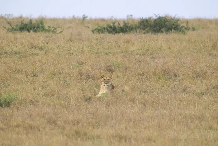 Framed Print : Lone lion rests camouflaged in the tall grass Framed Print : Lone lion rests camouflaged in the tall grass