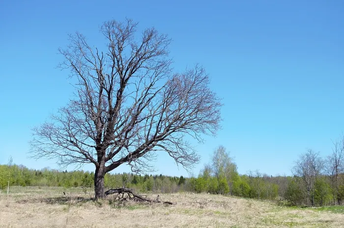 Framed Print : A lone oak tree in forest glade on sunny spring day