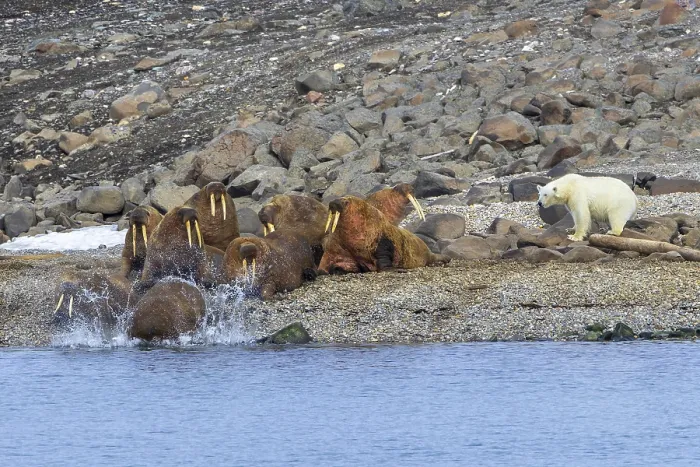 Framed Print : Lone polar bear (Ursus maritimus) attacking Atlantic walruses resting at haulout on beach along the coast of Svalbard