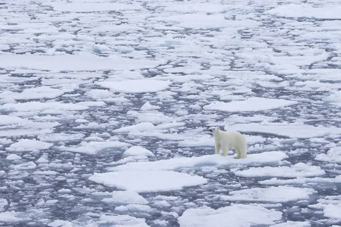 Framed Print : Lone polar bear (Ursus maritimus) wandering on drift ice