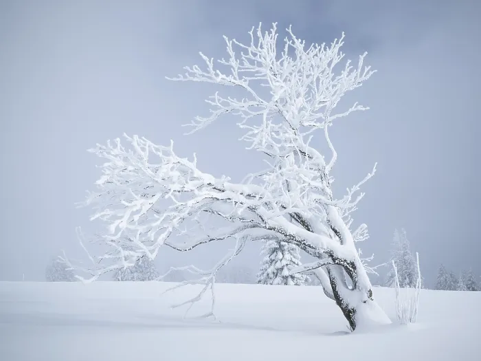 Framed Print : A lone, snow-covered tree (Fagus sylvatica) Framed Print : A lone, snow-covered tree (Fagus sylvatica)