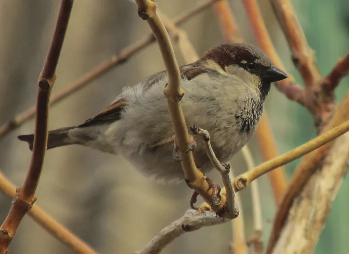 Framed Print : A lone sparrow (Passer domesticus) perches on a bush branch