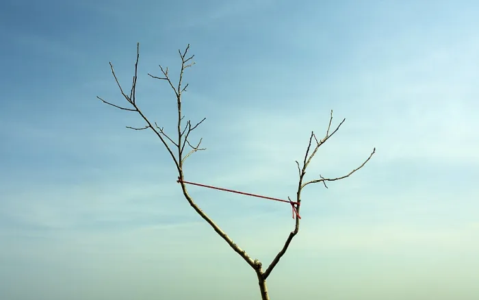 Framed Print : A lone tree with bare branches stands against a bright blue sky