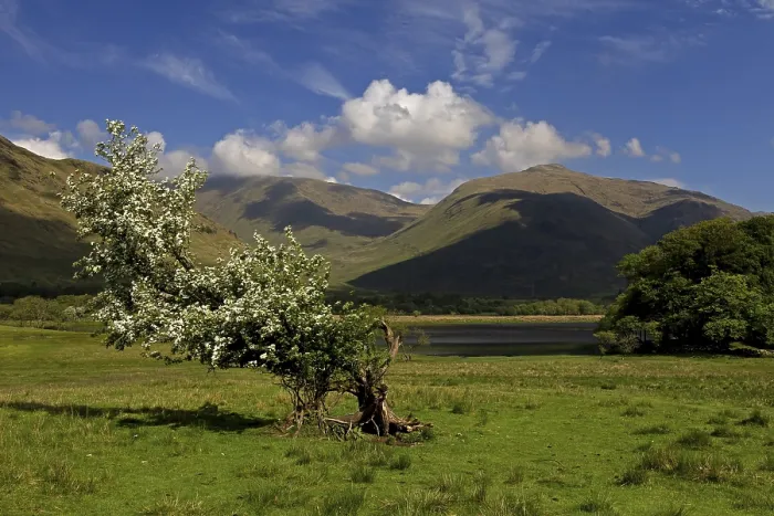 Framed Print : A lone tree in a green meadow with mountains in the background under a blue sky
