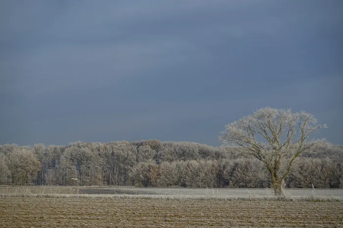 Framed Print : A lone tree stands in a frosty field with a forest in the background Framed Print : A lone tree stands in a frosty field with a forest in the background